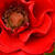 Vörös - Törpe - mini rózsa - Roma